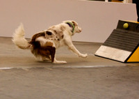 Revolution Flyball