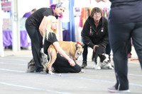 Some Ruff Competition Born This Way