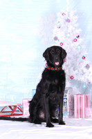 Christmas Portraits