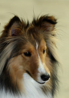 Wills Fair 2008