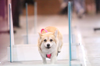 Fur Fun/Free Fur All