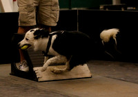 Dog Gone Fast