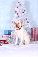 Christmas Portraits