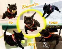 Dog Composites